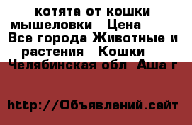 котята от кошки мышеловки › Цена ­ 10 - Все города Животные и растения » Кошки   . Челябинская обл.,Аша г.